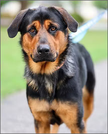 Black and Copper Large Breed Dog, Pet of the Week